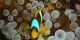 Croisiere St John - 090 - Gala Arib - Poisson clown dans son anemone a tetines